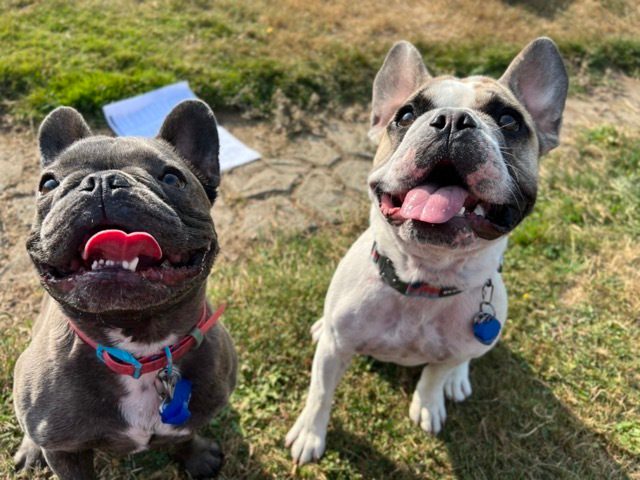 Monica's Frenchies